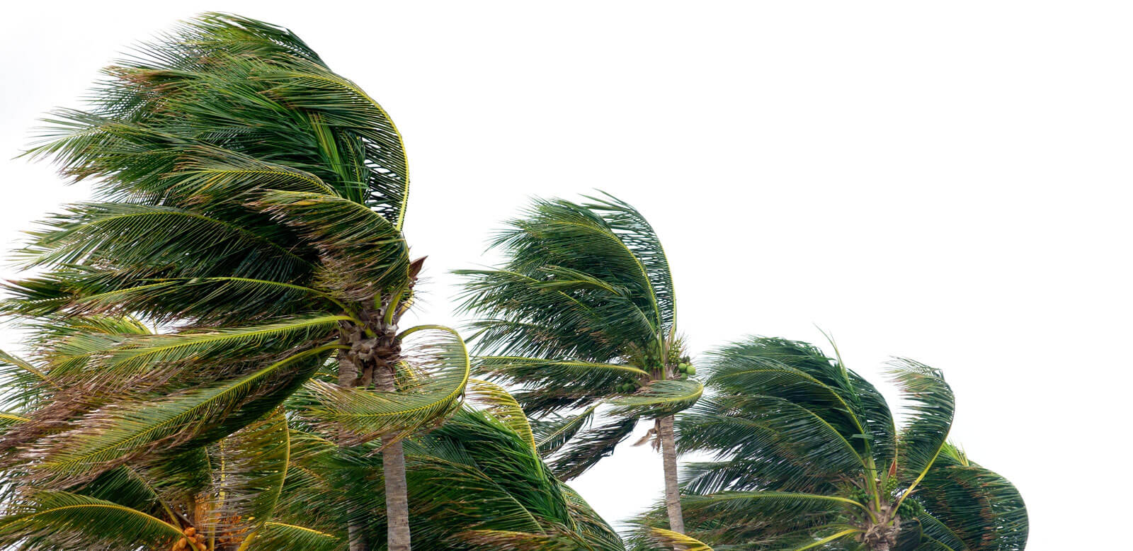 palm trees blowing in hurricane wind