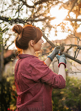 Woman Pruning Apple Trees